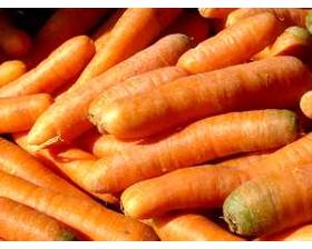 Karotten sehr unsicher