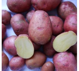 Kartoffeln Rosara v festk.rots
