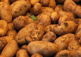 Kartoff  fk. neue Ernte
