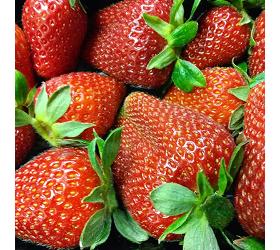 Erdbeeren 250g-Schale unsicher