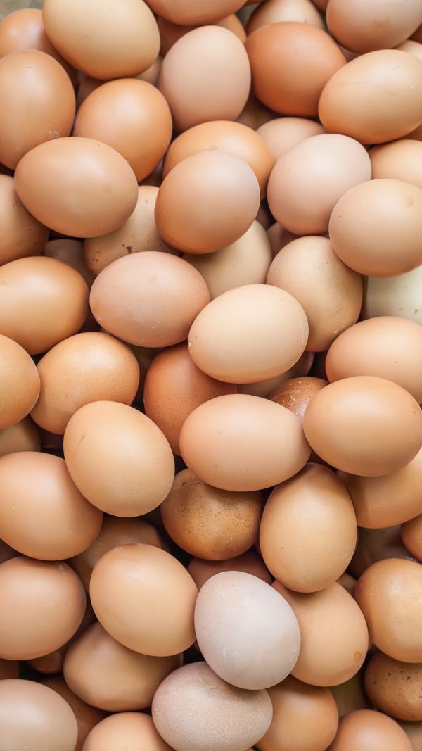 Eier