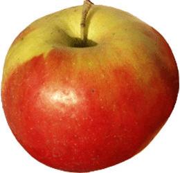 Äpfel (heimisch)