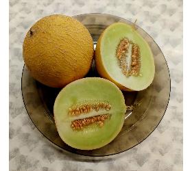 Melonen (Galia)