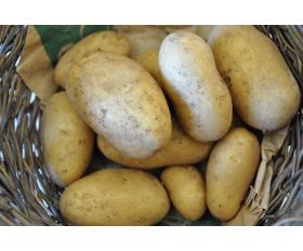 Kartoffeln Neue 1 kg