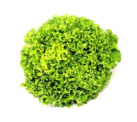 Salat Batavia grün