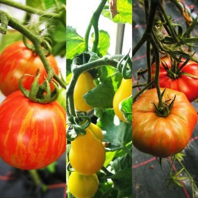 Tomatenpflanzen