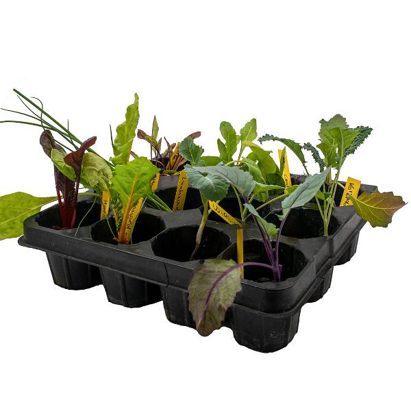 Produktfoto zu Gemüsejungpflanzen Mix 12 Stück