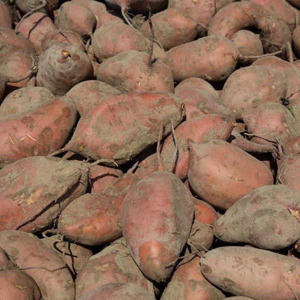 Produktfoto zu Bataten, Süßkartoffeln