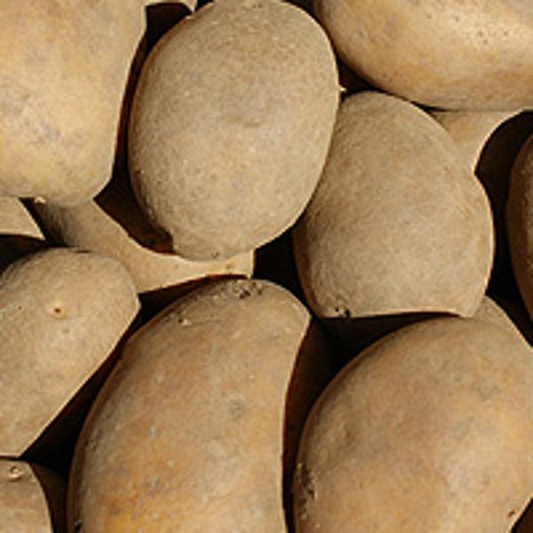 Produktfoto zu Kartoffeln fk ,12,5kg Belana