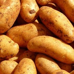 Frühkartoffeln vfk, 10kg  Elodie