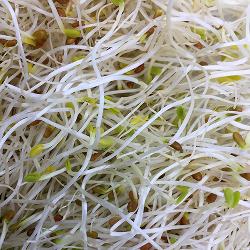 Alfalfa Sprossen, 100g