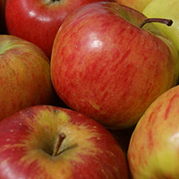 Produktfoto zu Apfel der Saison
