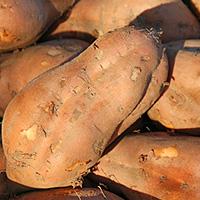Süßkartoffel (Batate)