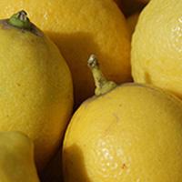Zitronen 'Primofiore'