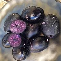 Kartoffeln 'Purple rain' lila