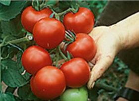 Tomatenpflanze (Hellfrucht)