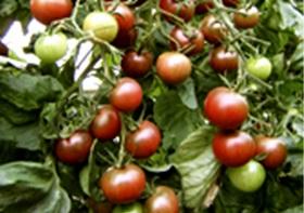 Tomatenpflanze (Black Cherry)