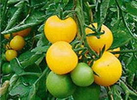 Tomatenpflanze Goldene Königin