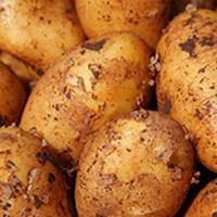 Kartoffeln 'Simonetta', fk.