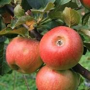 Äpfel Alkmene