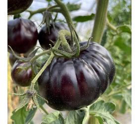 Ur-Tomaten schwarz