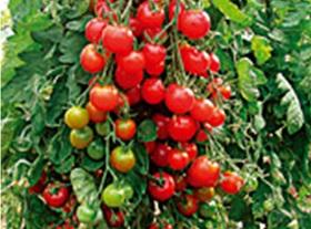 Tomatenpflanze (Zuckertraube)