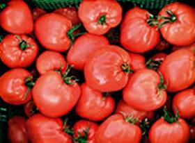 Tomatenpflanze (Ochsenherz)