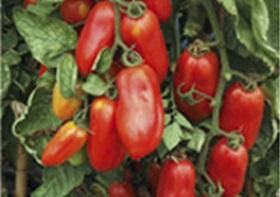 Tomatenpflanze (San Marzano)
