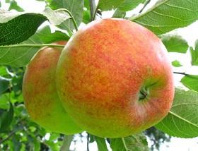 Äpfel 'Geheimrat Oldenburg'