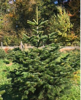 Weihnachtsbaum klein