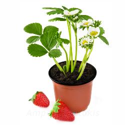 Erdbeer Jungpflanze