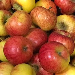 Äpfel 10 kg Kiste wechselnde Sorte