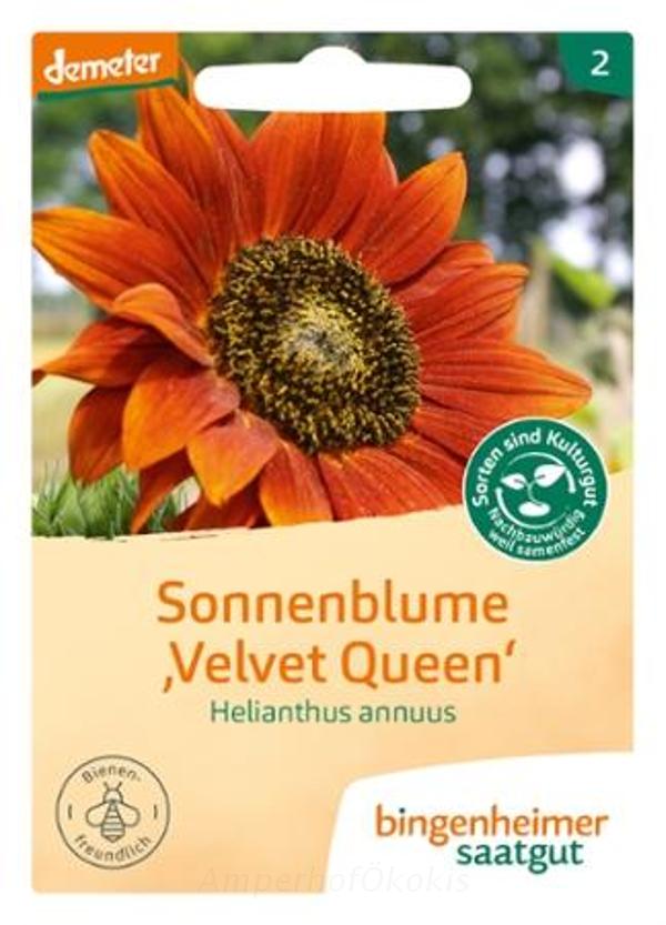 Produktfoto zu Saat: Sonnenblume Velvet Queen
