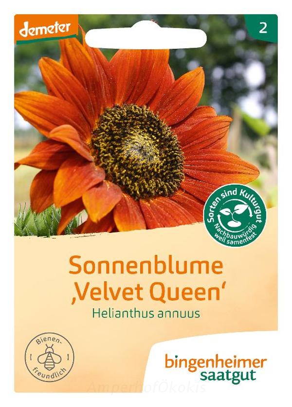 Produktfoto zu Saat: Sonnenblume Velvet Queen