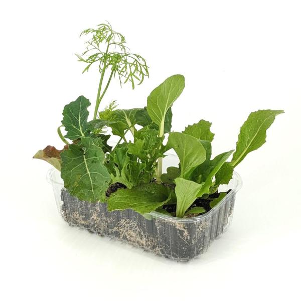 Produktfoto zu APFELBACHERs Salatpflanzen, gemischt 8 Stück