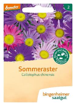 Sommeraster SAATGUT