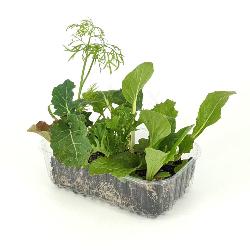 Salatpflanzen, gemischt 8 Stück in der Schale