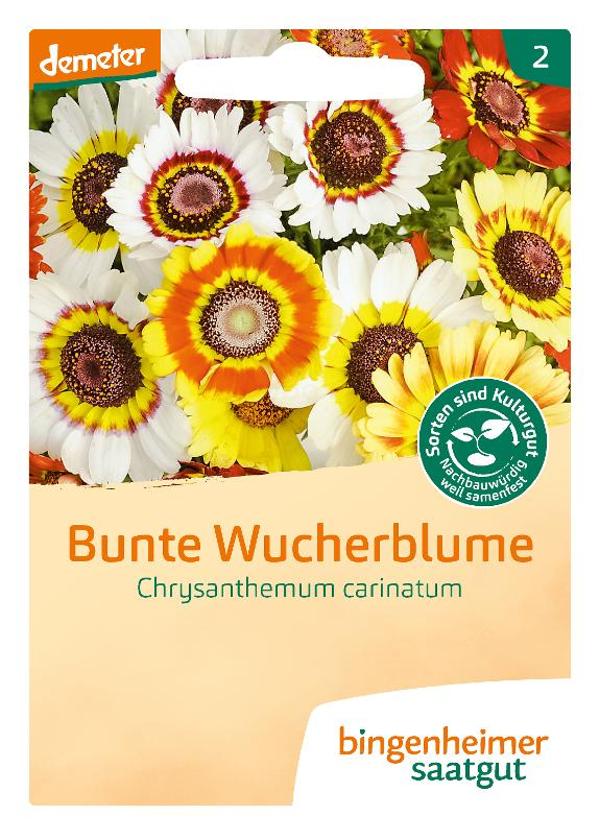 Produktfoto zu Bunte Wucherblume, SAATGUT