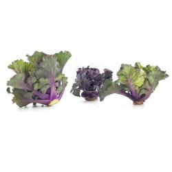 Flower Sprouts 150g