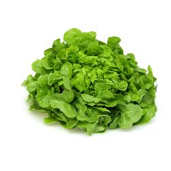 Salat Eichblatt grün Regio