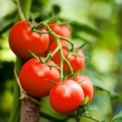 Tomatenpflanzen Exotic 6er