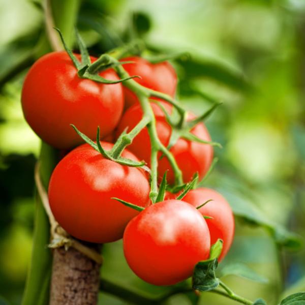 Produktfoto zu Tomatenpflanzen Exotic 6er