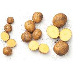 Kartoffeln,  'Gunda'  mehlig, 1kg