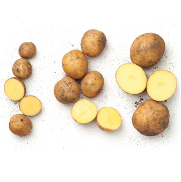 Produktfoto zu Kartoffeln, 'Mariola' vfk, 3kg