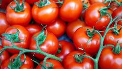 Tomaten zum Einfrieren oder für Suppen _ Sauce o.Ä. 1kg