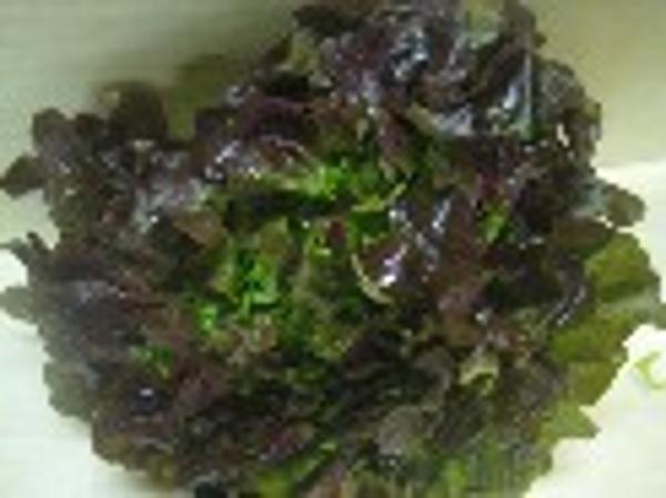 Produktfoto zu Eichblattsalat rot
