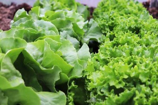 Produktfoto zu Salate, wechselnde Sorten