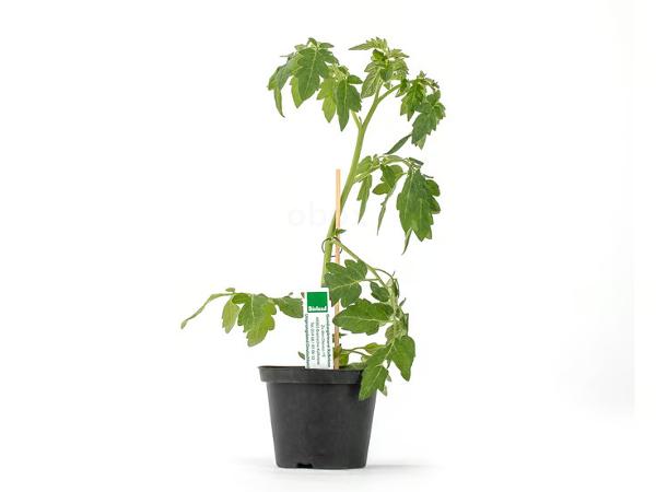Produktfoto zu Cocktailtomatenpflanze