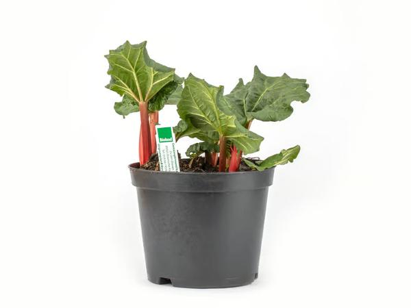 Produktfoto zu Rhabarberpflanzen