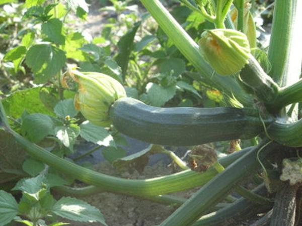 Produktfoto zu Zucchini MIX